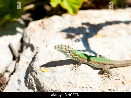 Eine männliche Malteser Mauereidechse (Podarcis Filfolensis Ssp Maltensis) in Comino, Malta. Auch bekannt als eine Filfola-Eidechse Eidechse. Stockfoto