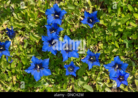 Stengellose Enzian (Gentiana Acaulis) Stockfoto