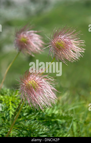 Achänen des Alpen-Küchenschelle (Pulsatilla Alpina) Stockfoto