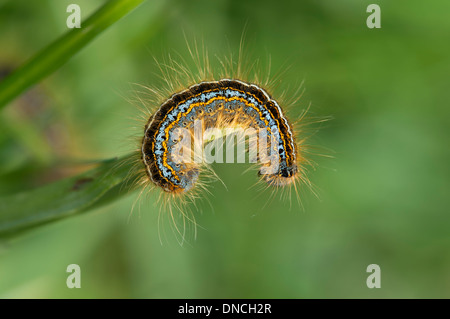 Bright farbigen Berg Lakai Raupe (Malacosoma Alpicola) Stockfoto