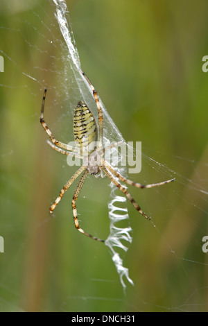 Wespe Spinne (Argiope Bruennichi), sitzt in der Mitte der sein Netz Stockfoto