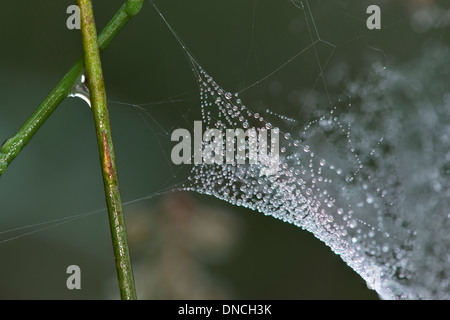 Teil von Spiderweb Neriene Montana Spinne bedeckt mit Tautropfen Stockfoto