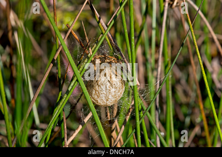 Ei-Fall von Wasp Spider (Argiope Bruennichi) Stockfoto