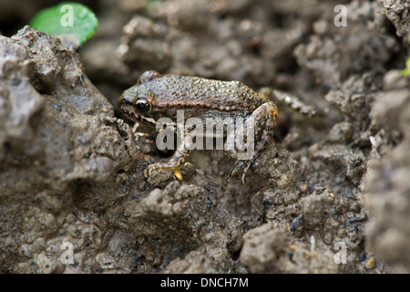 Juvenile Hebamme-Kröte (Alytes Obstetricans) Stockfoto