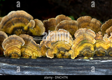 Trametes versicolor, auch genannt Türkei Tail (Polypore Pilz, Polyporaceae Familie) Stockfoto