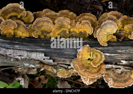 Trametes versicolor, auch genannt Türkei Tail (Polypore Pilz, Polyporaceae Familie) Stockfoto