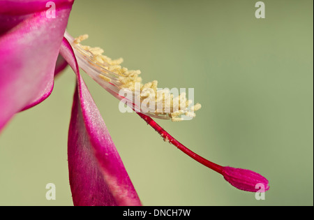 Blume Detail der Weihnachtskaktus (Schlumbergera abschneiden) mit rosafarbenen stigma Stockfoto