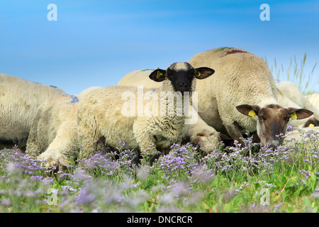 Salz - wiese schafe in der Bucht der Somme (Frankreich) Stockfoto