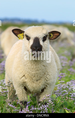 Salz - wiese schafe in der Bucht der Somme (Frankreich) Stockfoto