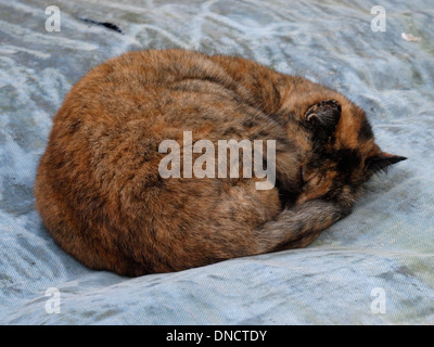 Katze schläft zusammengerollt, UK Stockfoto