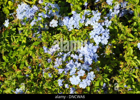 Graphit Imperial Blue lateinischen Namen Plumbago auriculata Stockfoto