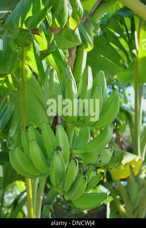 Banane brasilianischen lateinischen Namen Musa acuminata Stockfoto