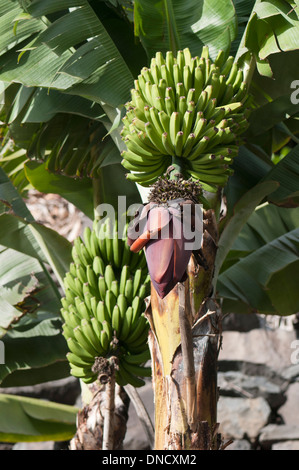 Cluster der grüne Zwerg Bananen wachsen im südlichen Madeira, Madeira, Portugal Stockfoto