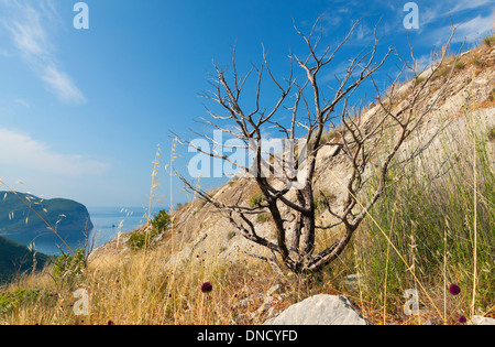 Toten trockenen Baum auf den küstennahen Klippen in Montenegro Stockfoto