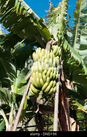 Cluster der grüne Zwerg Bananen wachsen im südlichen Madeira, Madeira, Portugal Stockfoto