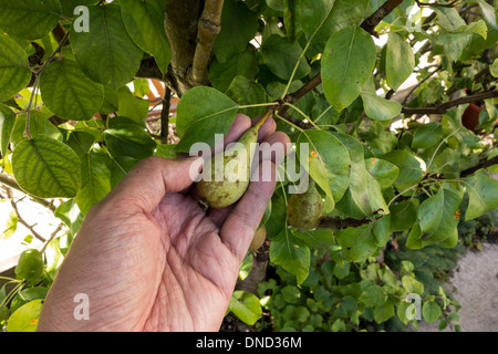 Männliche Hand hält eine kleine Konferenz Birne auf Baum. Pyrus Communis Rosengewächse, Gloucestershire, UK Stockfoto