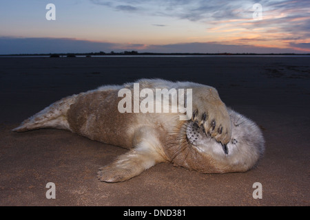 Dichtung grau (Halichoerus Grypus) Donna Nook National Nature Reserve, Lincolnshile, England, Vereinigtes Königreich, Europa Stockfoto