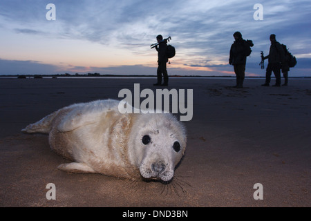 Fotograf und Dichtung grau (Halichoerus Grypus) Donna Nook National Nature Reserve, Lincolnshile, England, Vereinigtes Königreich, Europa Stockfoto