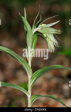 Violette Helleborine - Epipactis Purpurata ungeöffnete Blütenstand Stockfoto