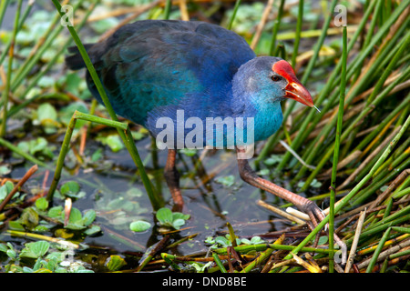 Graukopf-Swamphen (Porphyrio poliocephalus) - Green Cay Wetlands - Boynton Beach, Florida USA Stockfoto