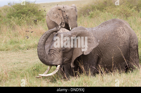 Ein Elefant, ein Schlammbad zu genießen, und Spritzen Schlamm über einen zweiten Elefanten in die Masai Mara Game Reserve, Kenia, Afrika Stockfoto