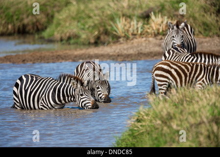 Zebras, Bewässerung Stockfoto