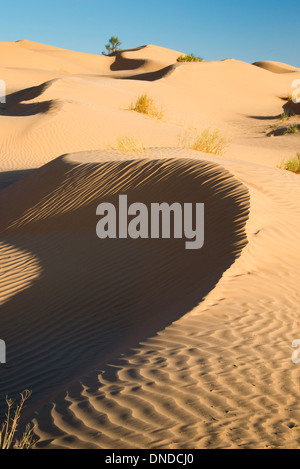 Sanddünen der große Erg Oriental der Wüste der Sahara - Tunesien Stockfoto