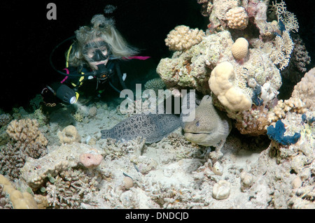 Riesen Muräne (Gymnothorax Javanicus) in der Nacht Tauchen, Rotes Meer, Ägypten, Afrika Stockfoto