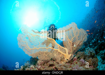 Taucher am Venus-Fan, Venus Gorgonien, gemeinsame Gorgonien, Westindische Gorgonien oder lila Gorgonien Seafan (Gorgonia Flabellum). Stockfoto