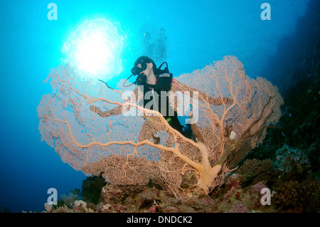 Taucher am Venus-Fan, Venus Gorgonien, gemeinsame Gorgonien, Westindische Gorgonien oder lila Gorgonien Seafan (Gorgonia Flabellum). Stockfoto