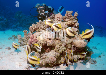 Taucher betrachten Wimpel Coralfish, Longfin Bannerfish oder Kutscher (Heniochus Acuminatus), Rotes Meer, Ägypten, Afrika Stockfoto