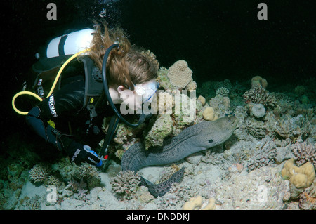 Riesen Muräne (Gymnothorax Javanicus) in der Nacht Tauchen, Rotes Meer, Ägypten, Afrika Stockfoto