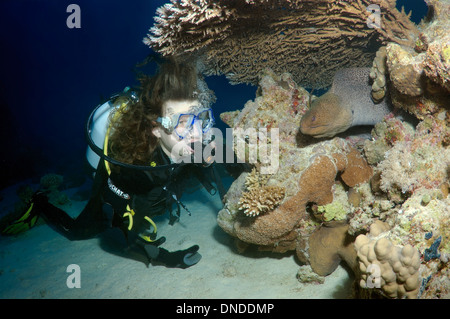 Riesen Muräne (Gymnothorax Javanicus) in der Nacht Tauchen, Rotes Meer, Ägypten, Afrika Stockfoto