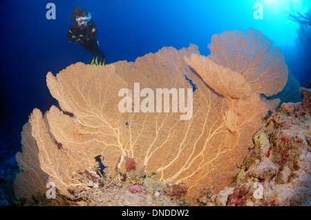 Taucher am Venus-Fan, Venus Gorgonien, gemeinsame Gorgonien, Westindische Gorgonien oder lila Gorgonien Seafan (Gorgonia Flabellum). Stockfoto