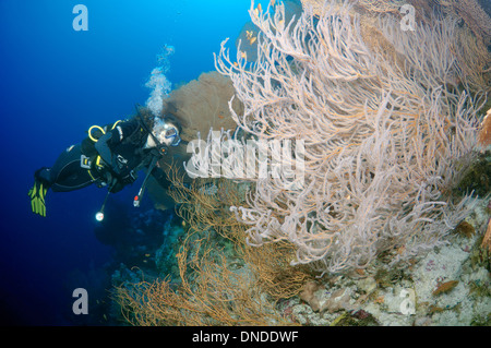 Taucher am Korallenriff. Rotes Meer, Ägypten, Afrika Stockfoto
