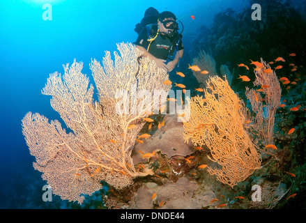 Taucher am Venus-Fan, Venus Gorgonien, gemeinsame Gorgonien, Westindische Gorgonien oder lila Gorgonien Seafan (Gorgonia Flabellum). Stockfoto