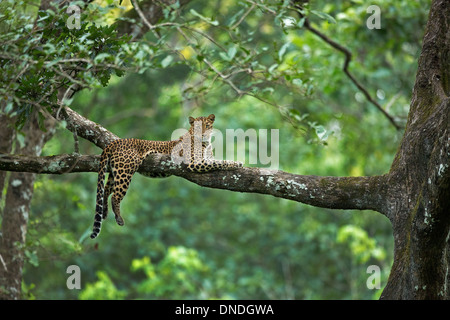 Ein Junge Leopard ruht auf einem Baum im South Indian Forest, Kabini. Stockfoto