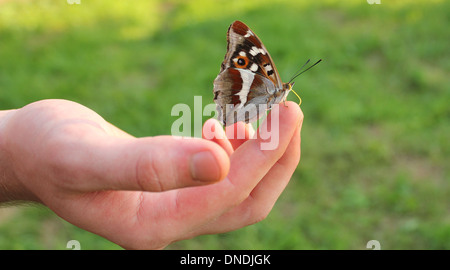 Schmetterling auf finger Stockfoto