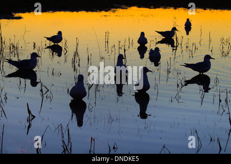 Black-headed Möwen Larus Ridbundus Silhouette auf küstennahen Pool bei Sonnenuntergang Stockfoto