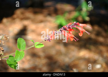 Scarlet Salbei lateinischen Namen Salvia coccinea Stockfoto