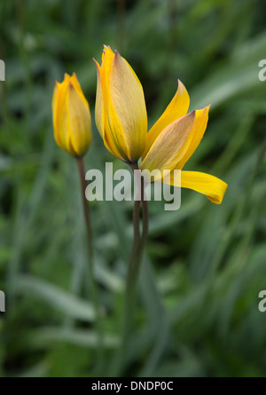 Die wilden Tulpen. Stockfoto