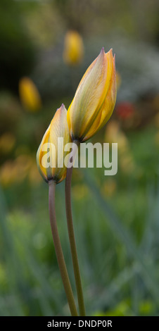 Die wilden Tulpen. Stockfoto