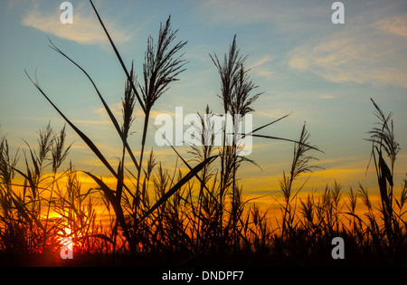 Schilf Phragmites Communis bei Sonnenuntergang Norfolk UK Stockfoto