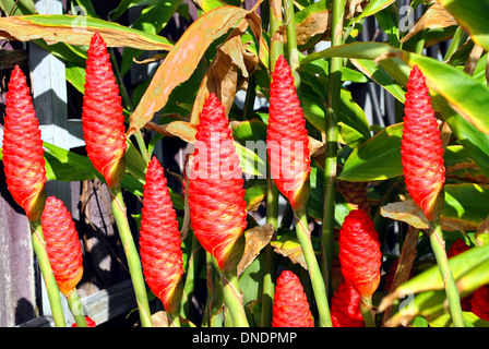 Bittere Ingwer lateinische Name Zingiber zerumbet Stockfoto