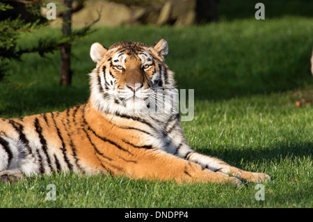 Männliche Amur-Tiger entspannt und starrte in die Kamera schauen Stockfoto