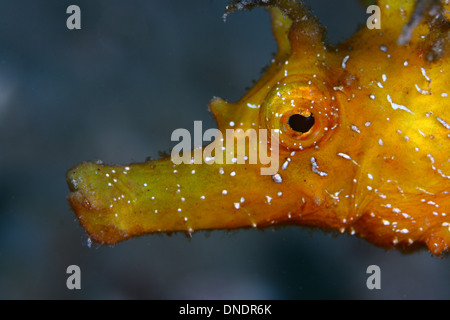 Das Seepferdchen ist der beliebteste Fisch in unseren Meeren und Ozeanen Stockfoto