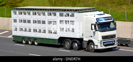 Lebensmittelversorgungskette lkw-Transportunternehmen weißer LKW-LKW und belüfteter Sattelanhänger, der Nutztiere auf der Autobahn M25 Essex England transportiert Stockfoto