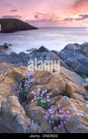 Sparsamkeit, Armeria Maritima, wachsen auf den Felsen am Ende von Rhossili Bucht, Halbinsel Gower, Wales. Stockfoto