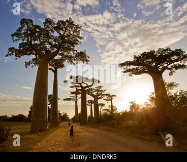 Morondava, Madagaskar. 23. Dezember 2013. Lokale Dorfbewohner gehen Sie die Allee der Baobabs, 15km nördlich von Morondava, West-Madagaskar, 22. Dezember 2013. Entlang der Avenue De Baobabs eines der am meisten besuchten Ort in Madagaskar, Ramains 20 bis 25 Baobab Bäume etwa 30 Meter Höhe. © Li Jing/Xinhua/Alamy Live-Nachrichten Stockfoto