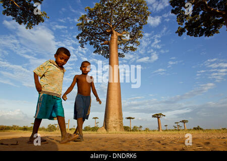 Morondava, Madagaskar. 23. Dezember 2013. Lokale Dorfbewohner gehen Sie die Allee der Baobabs, 15km nördlich von Morondava, West-Madagaskar, 22. Dezember 2013. Entlang der Avenue De Baobabs eines der am meisten besuchten Ort in Madagaskar, Ramains 20 bis 25 Baobab Bäume etwa 30 Meter Höhe. © Li Jing/Xinhua/Alamy Live-Nachrichten Stockfoto